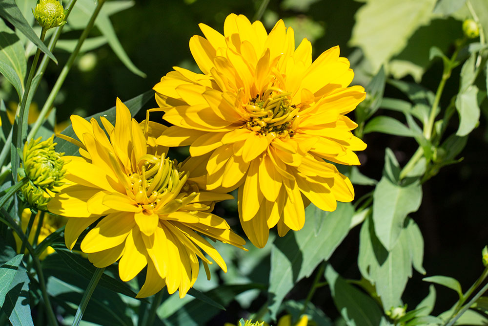 Rudbekia strapatá