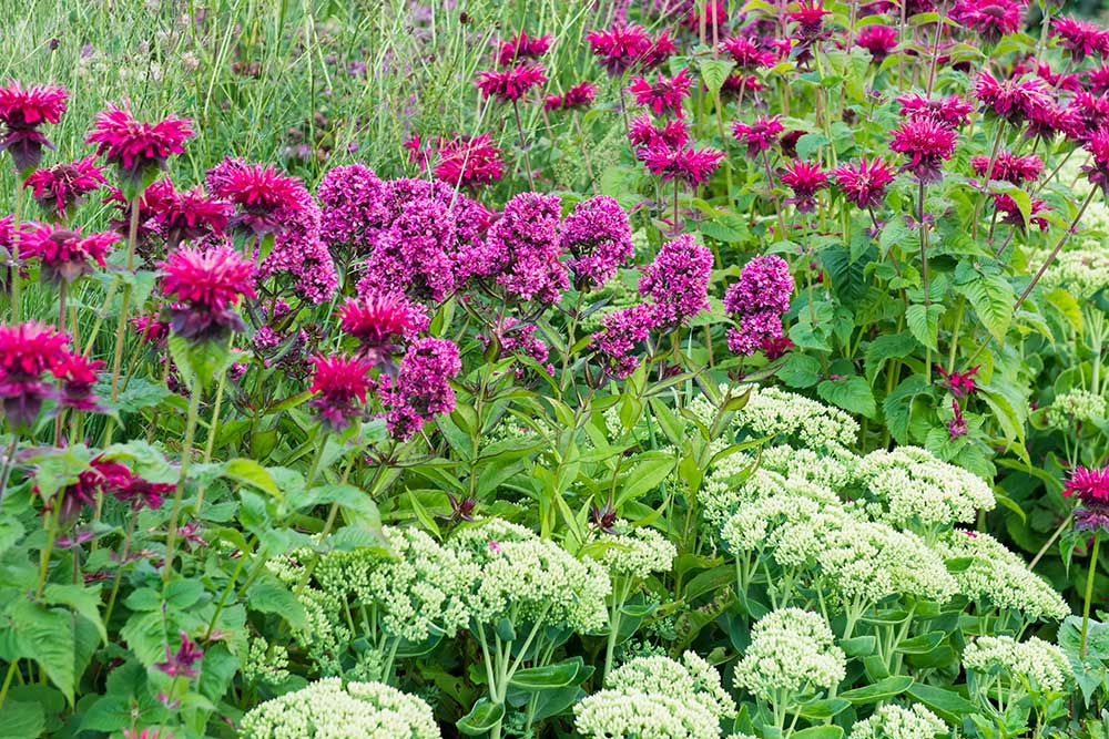 Rozchodník, monarda a flox