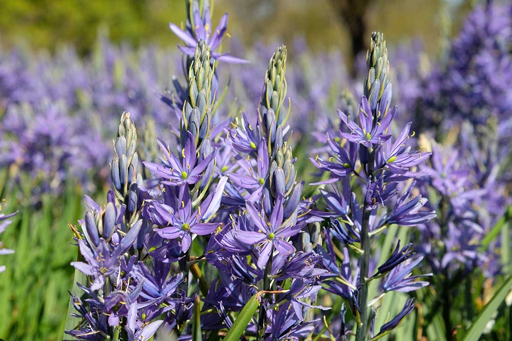 Camassia quamash ʻBlue Melodyʼ