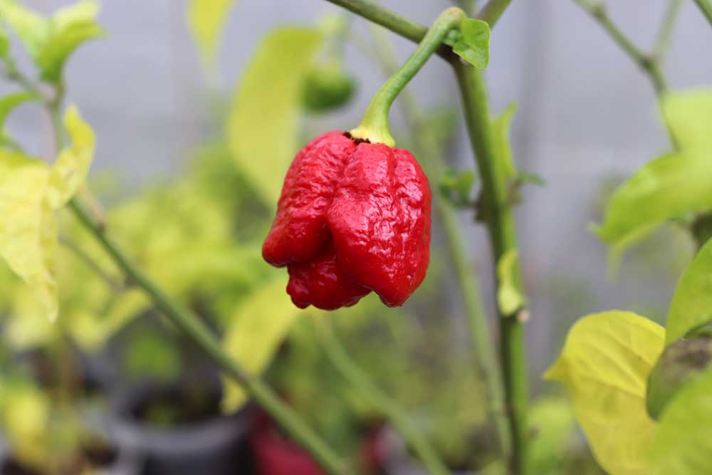 Trinidad Scorpion Moruga