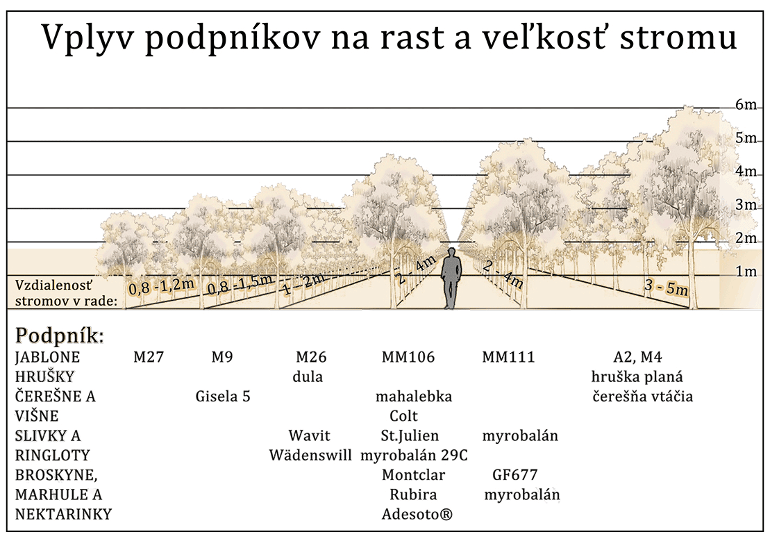 Vplyv podpníkov na rast a veľkosť stromu