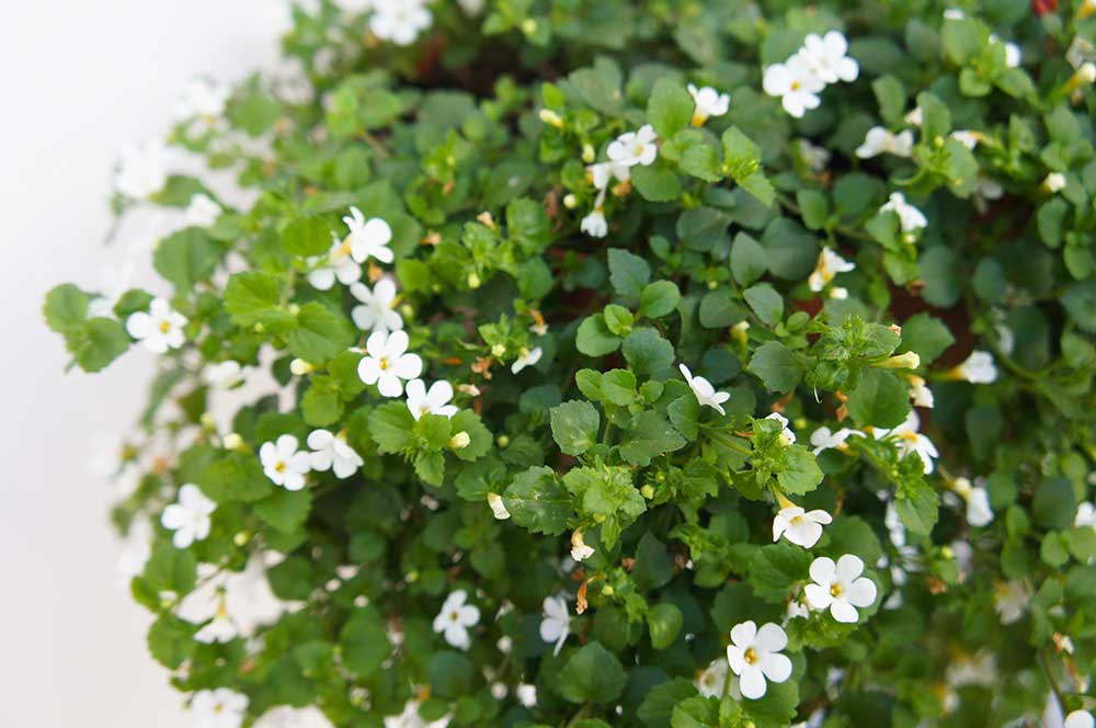 Bacopa drobnolistá