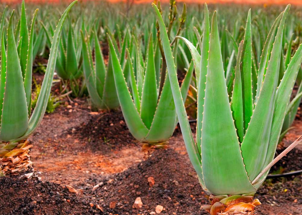 Aloe vera: Najstaršia liečivá rastlina