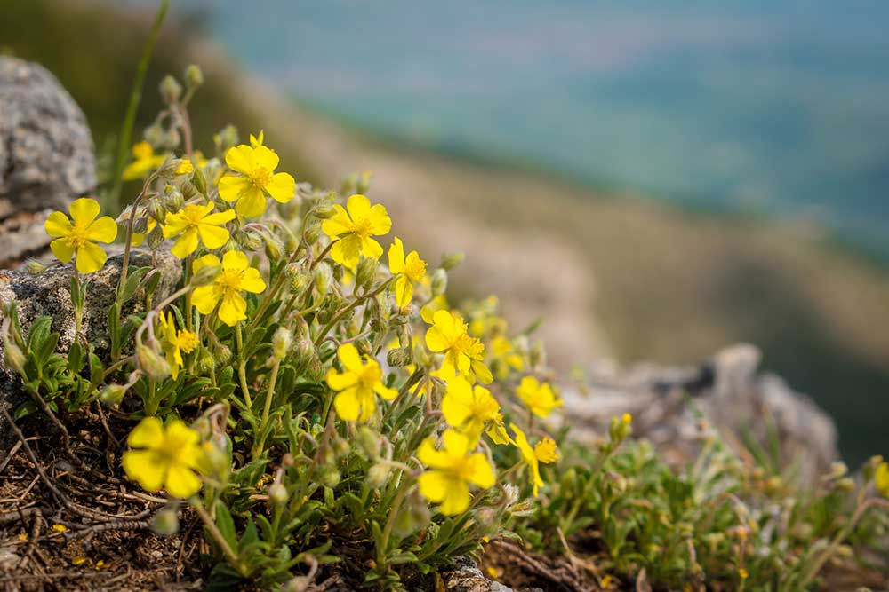 Devätorník peniažtekový (Helianthemum nummularium)