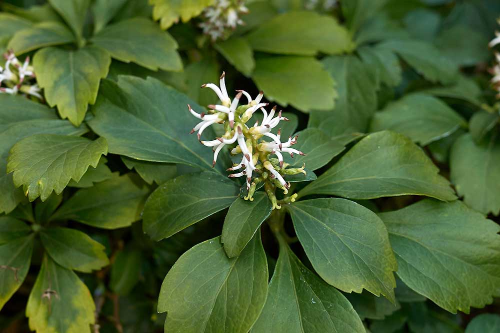 Pachysandra vrcholová (Pachysandra terminalis)