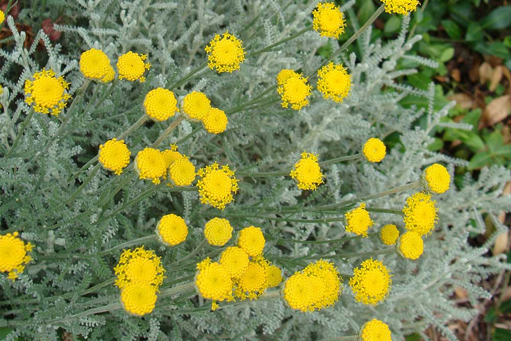 Santolína cypruštekovitá (Santolina chamaecyparissus)