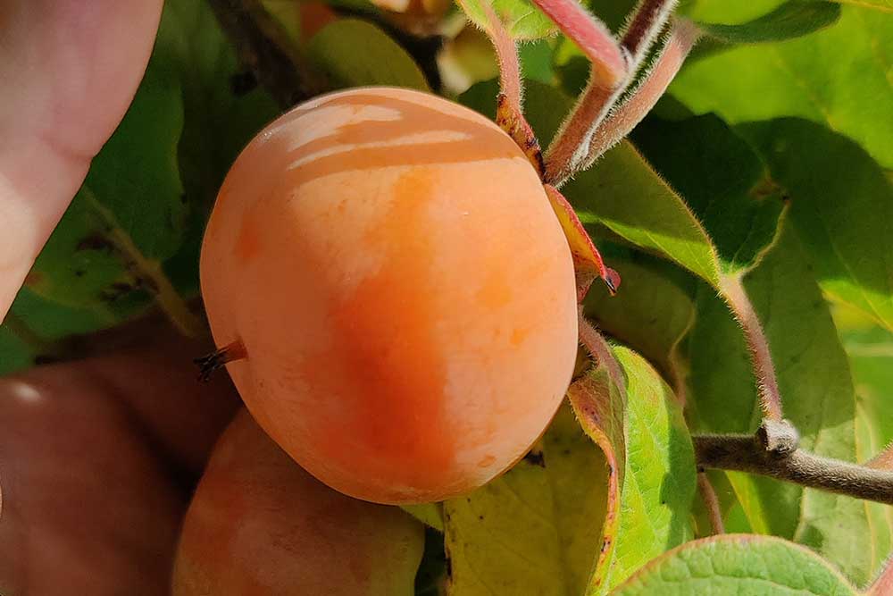 Diospyros virginiana Meader