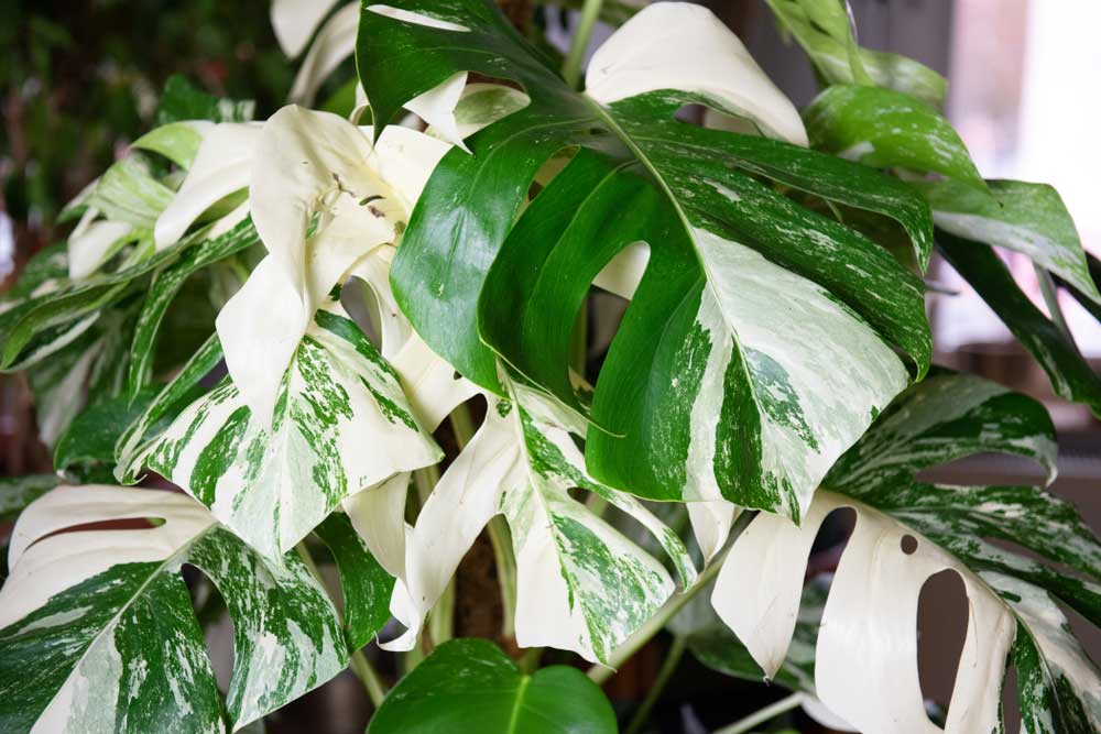 Listy Monstera Alba Variegata