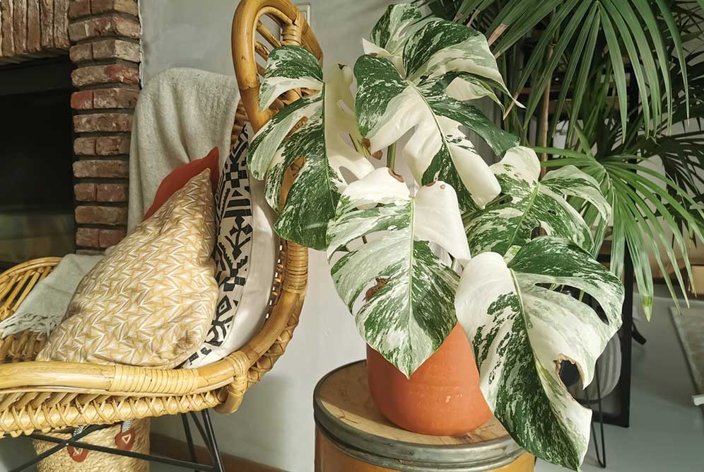 Monstera Alba Variegata