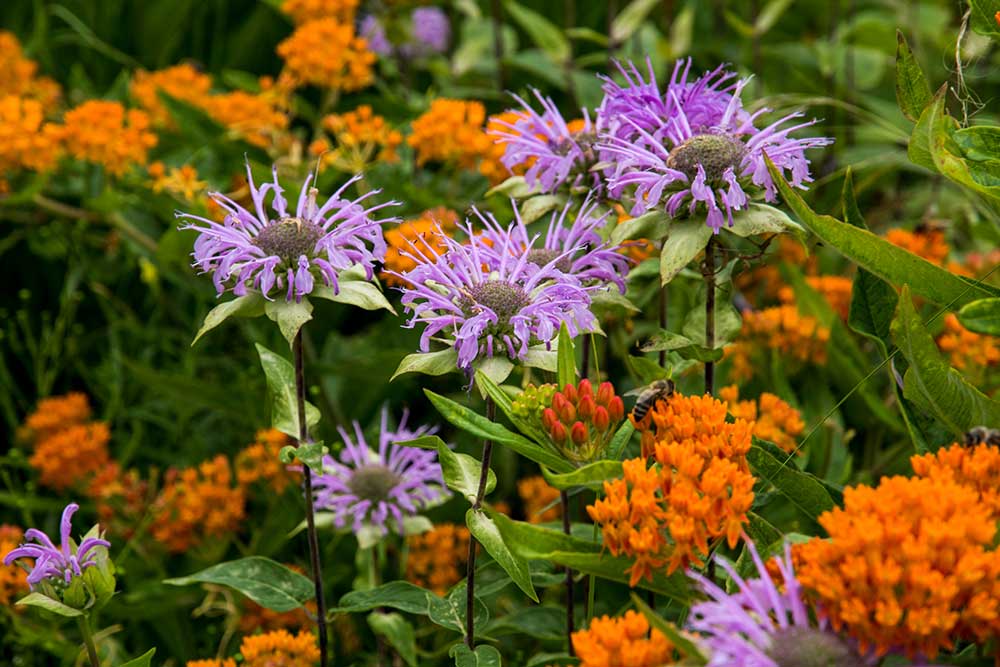 Monarda a glejovka