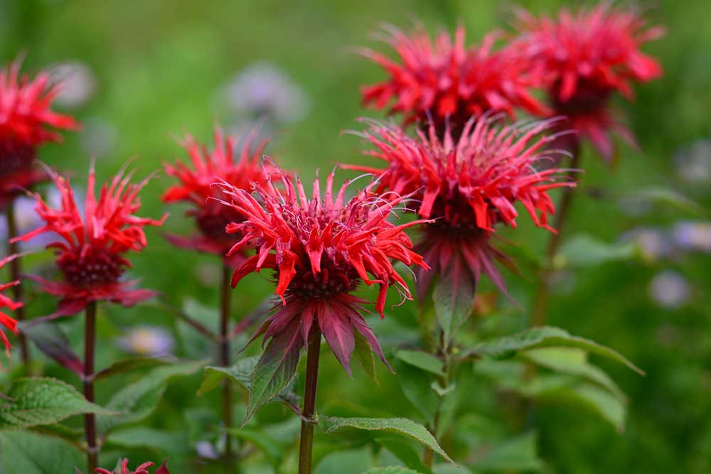 Monarda dvojmocná