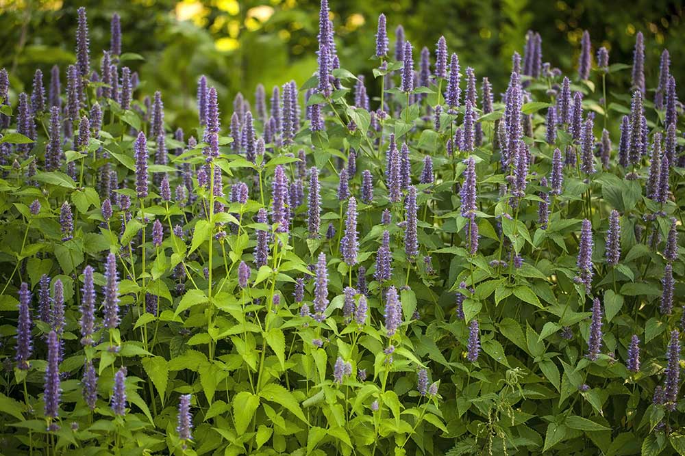 agastache