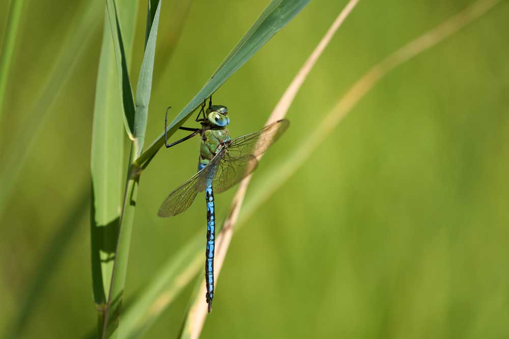 Šidlo obrovské (Anax imperator)