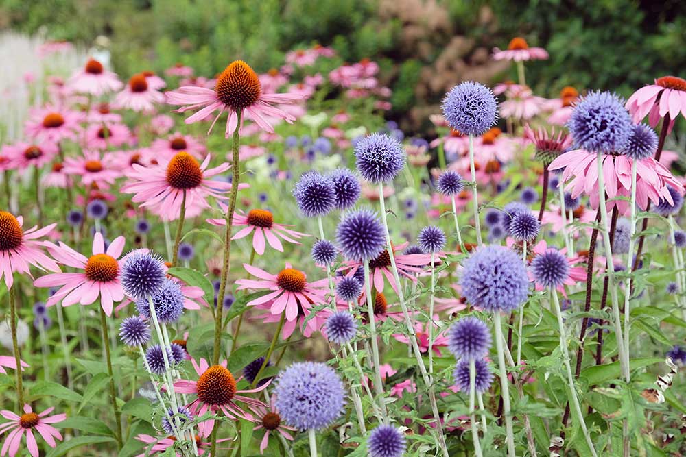 Echinacea a ježibaba