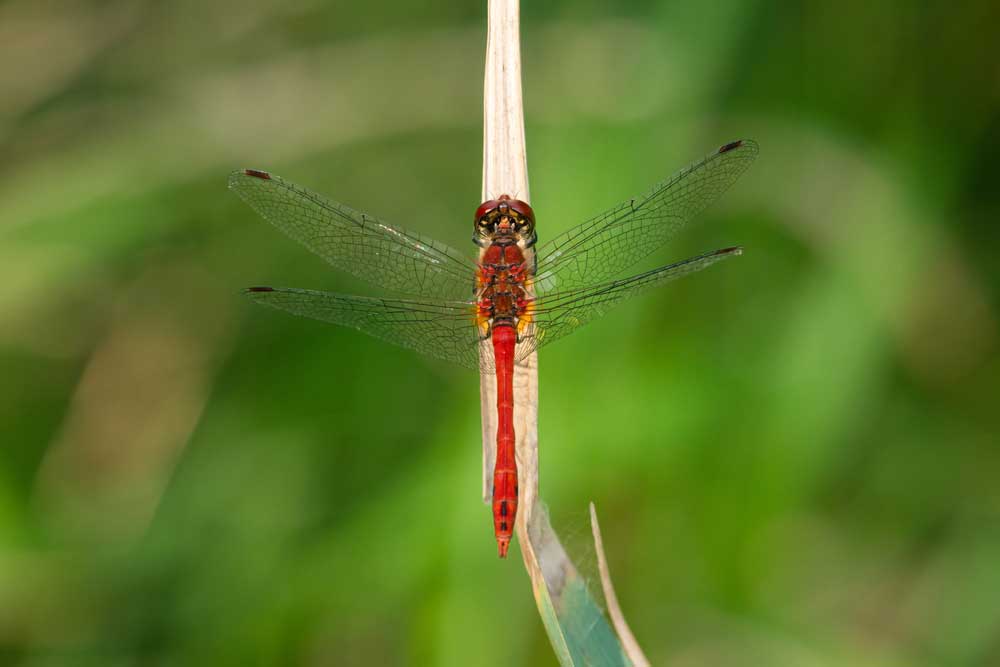 Vážka červená (Sympetrum sanguineum)