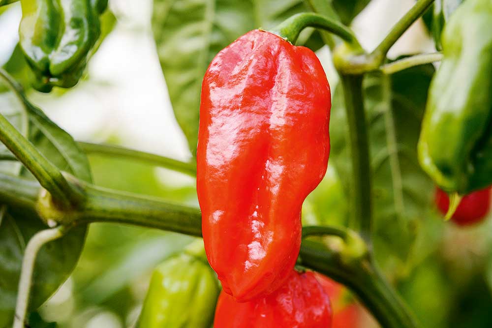 Naga Morich paprika čínska