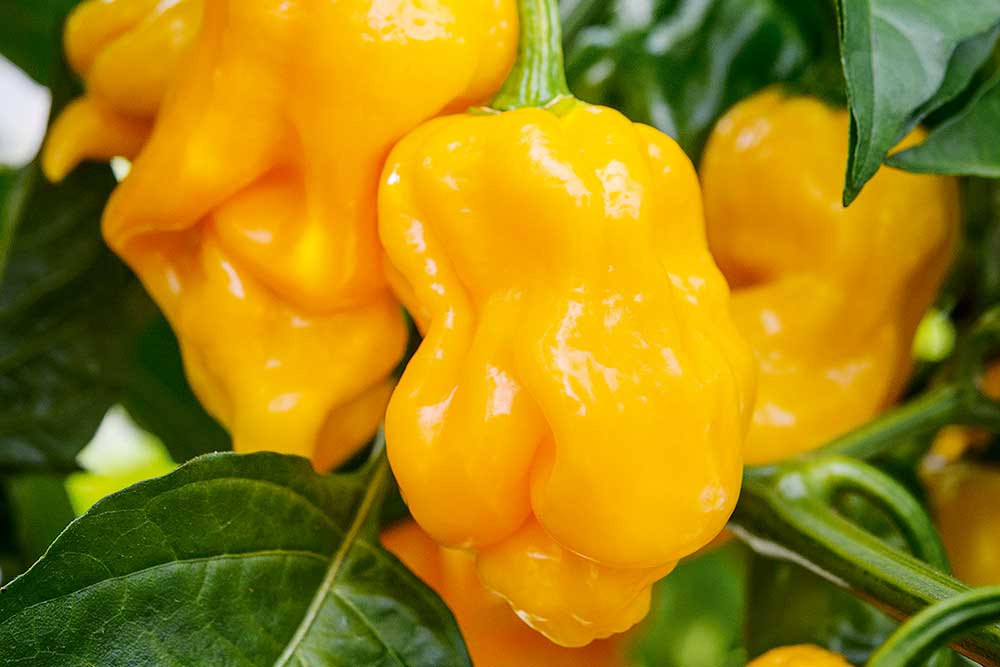 Yellow scorpion paprika čínska