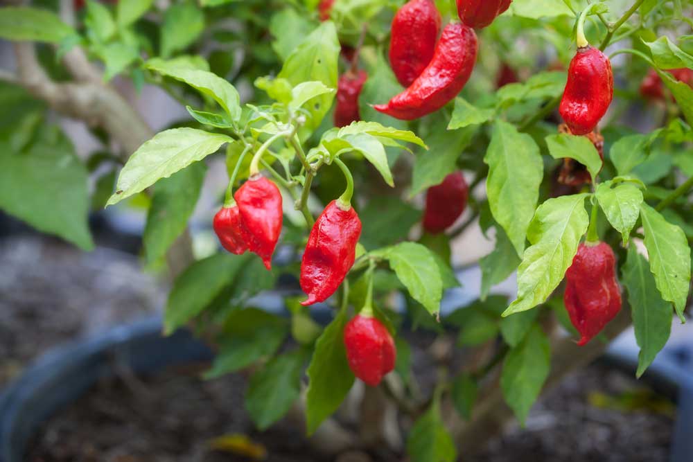 Bhut Jolokia Red paprika čínska