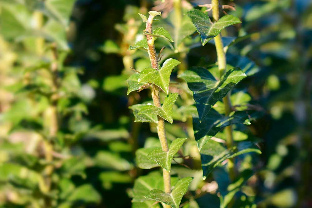 Brečtan popínavý ‘Erecta’ (Hedera helix)