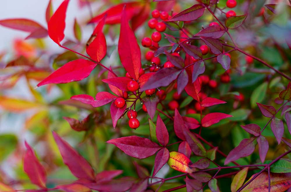 Nandina domáca (Nandina domestica)