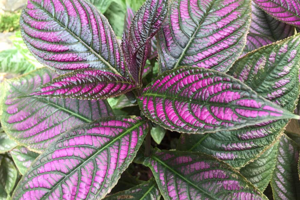 Strobilanthes dyeriana