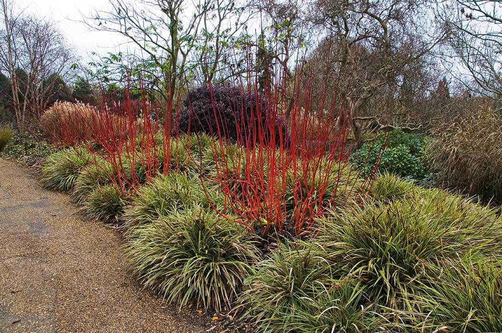 Svíb biely ‘Sibirica’ Cornus alba a Ostrica japonská (Carex morrowii)