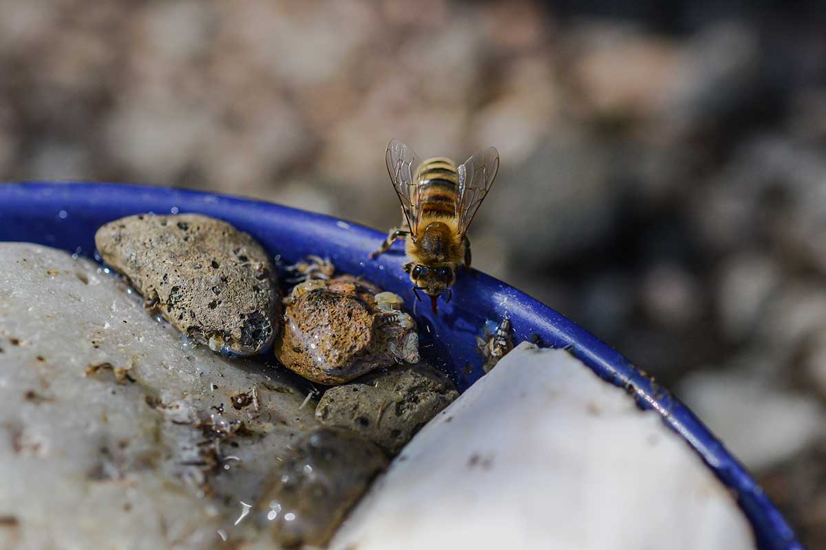 Plytká miska s vodou a kamienkom pre včely