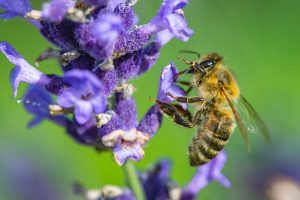Včela medonosná je nenahraditeľným návštevníkom našich záhrad. Vedeli ste, že je tu už viac ako 9000 rokov?