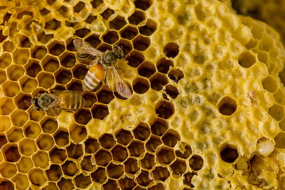 Včela na pláste s medom