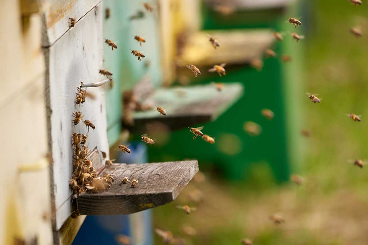 Včely lietajúce okolo úľov