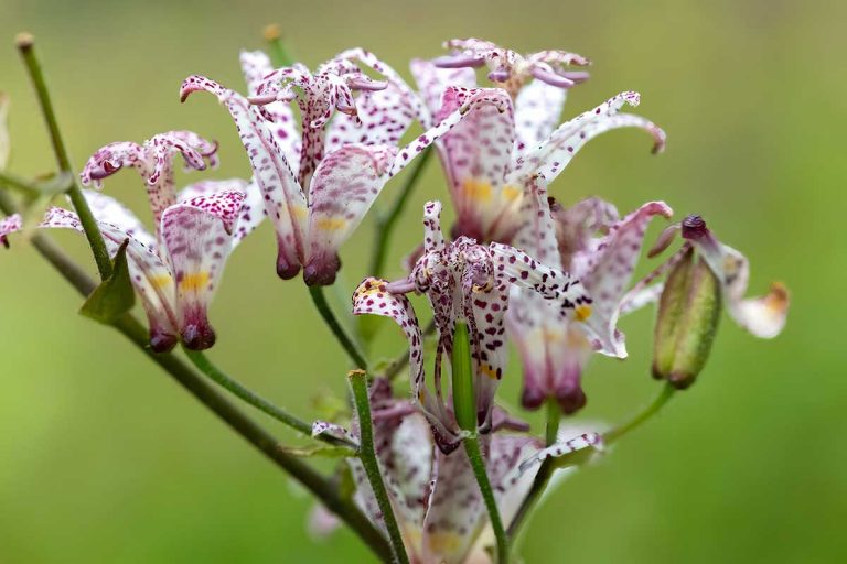 Záhradná orchidea, ľudovo hadia ľalia