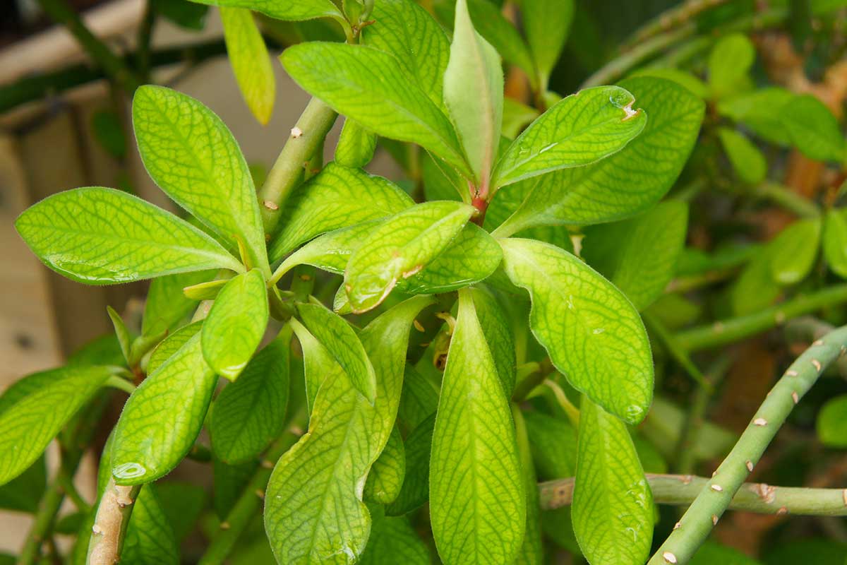 Gumovník, latinsky Euphorbia umbellata