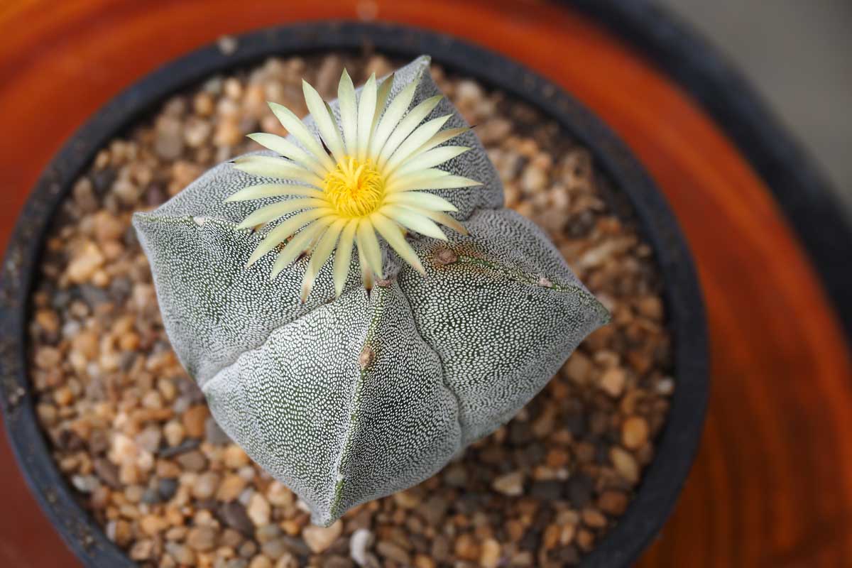 Biskupská čiapočka Astrophytum myriostigma