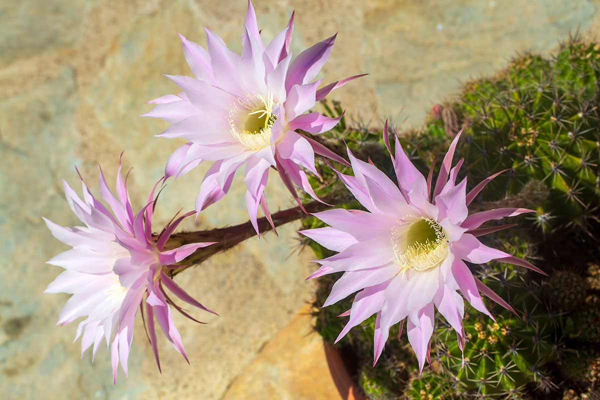 Echinopsis eyriesii