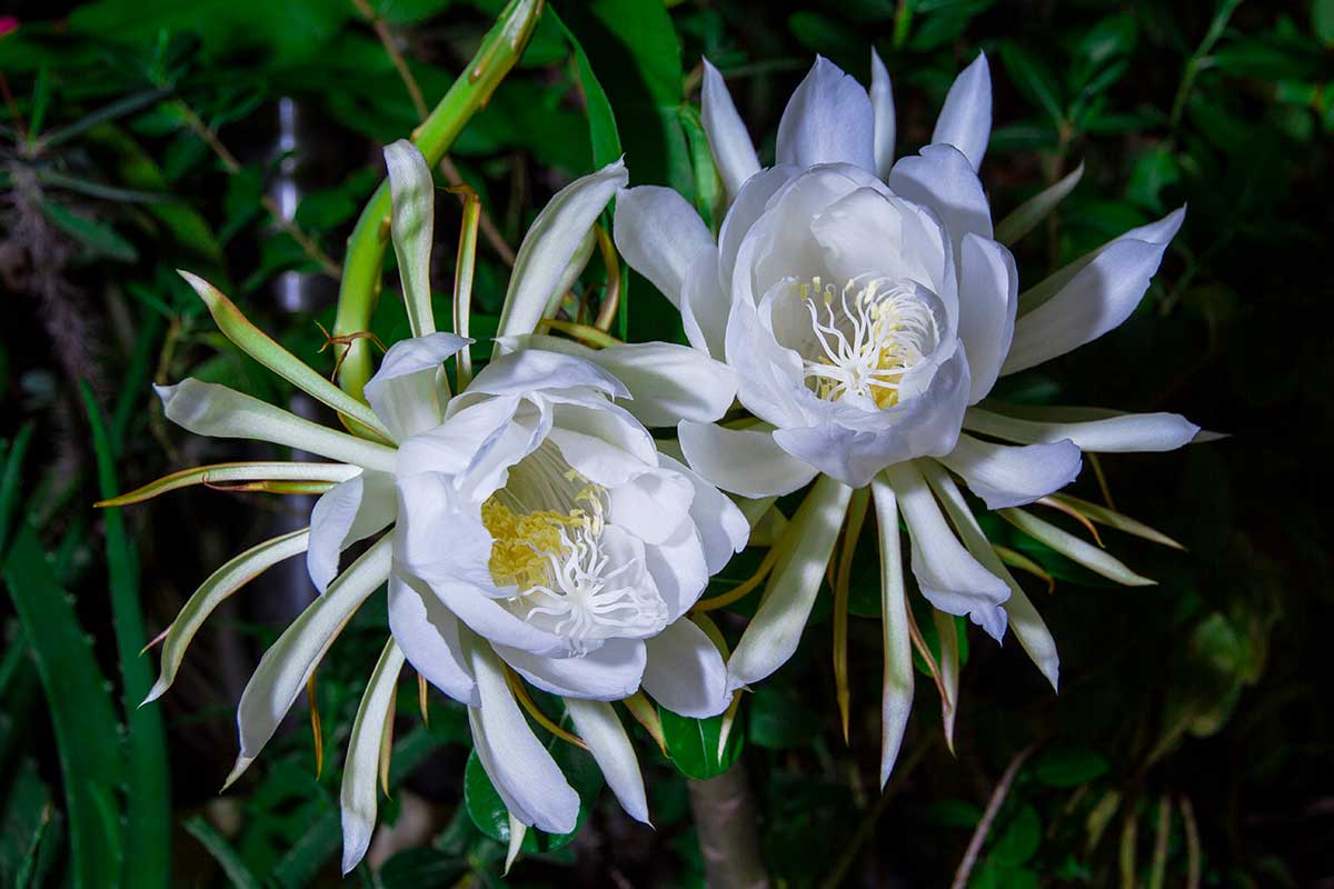 Kvet epiphyllum anguliger