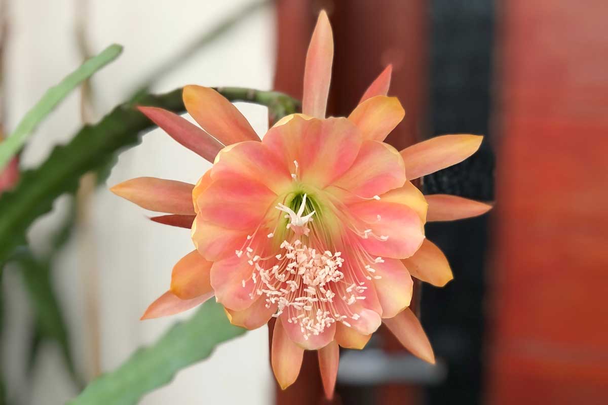 Kvet kaktusu epiphyllum