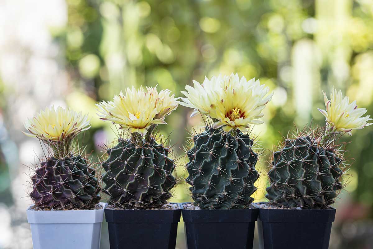 Kvitnúce kaktusy Hamatocactus setispinus