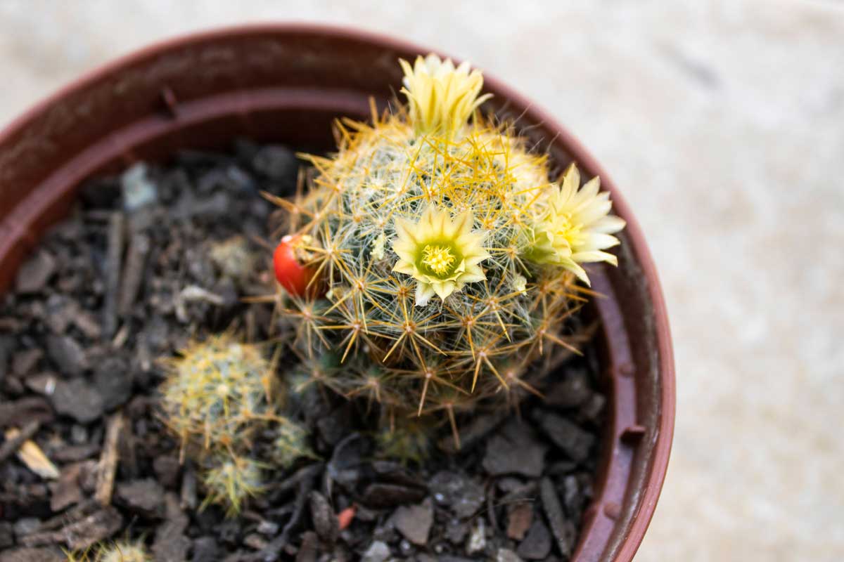 Mammilaria prolifera