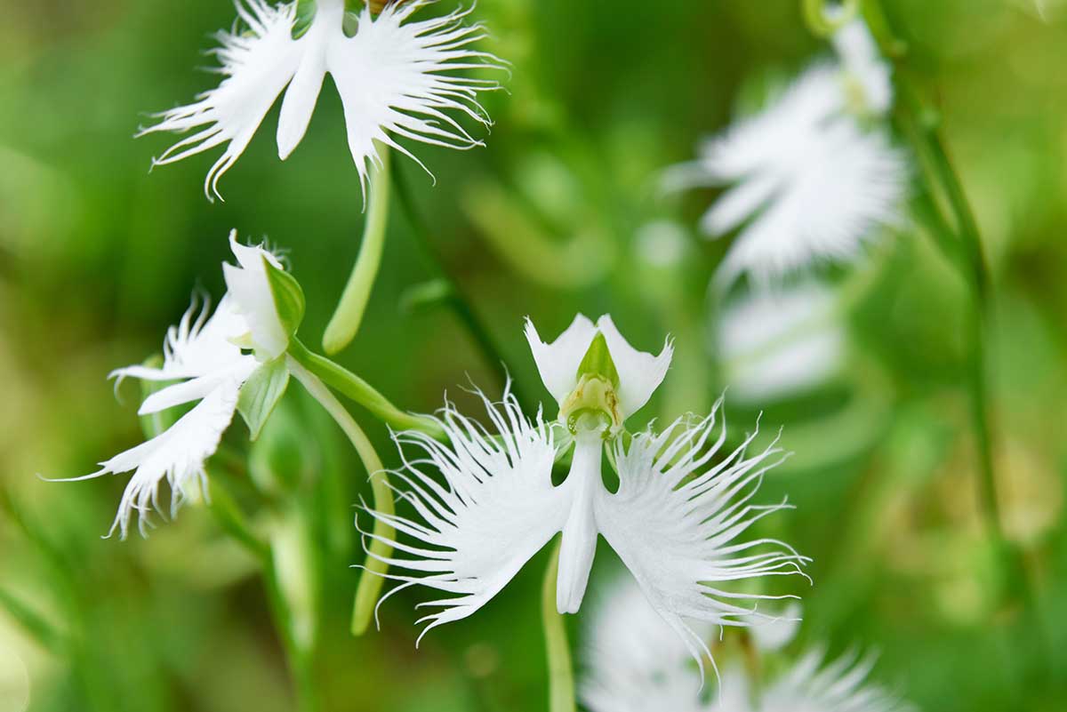 Vtáčia orchidea v tvare bielej volavky