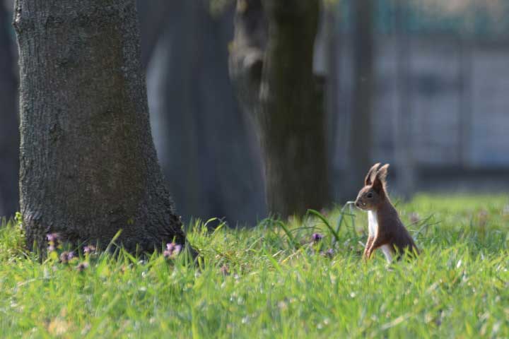 Bohatský park