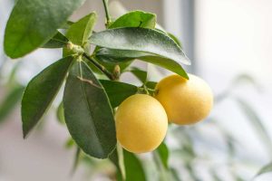 Záhradníčka radí: Prečo z citrónovníka opadávajú malé plody?