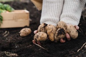 Ako pestovať zemiaky? S dlhoročnou záhradkárkou sme rozobrali všetko, čo potrebujete vedieť o tradičnej plodine