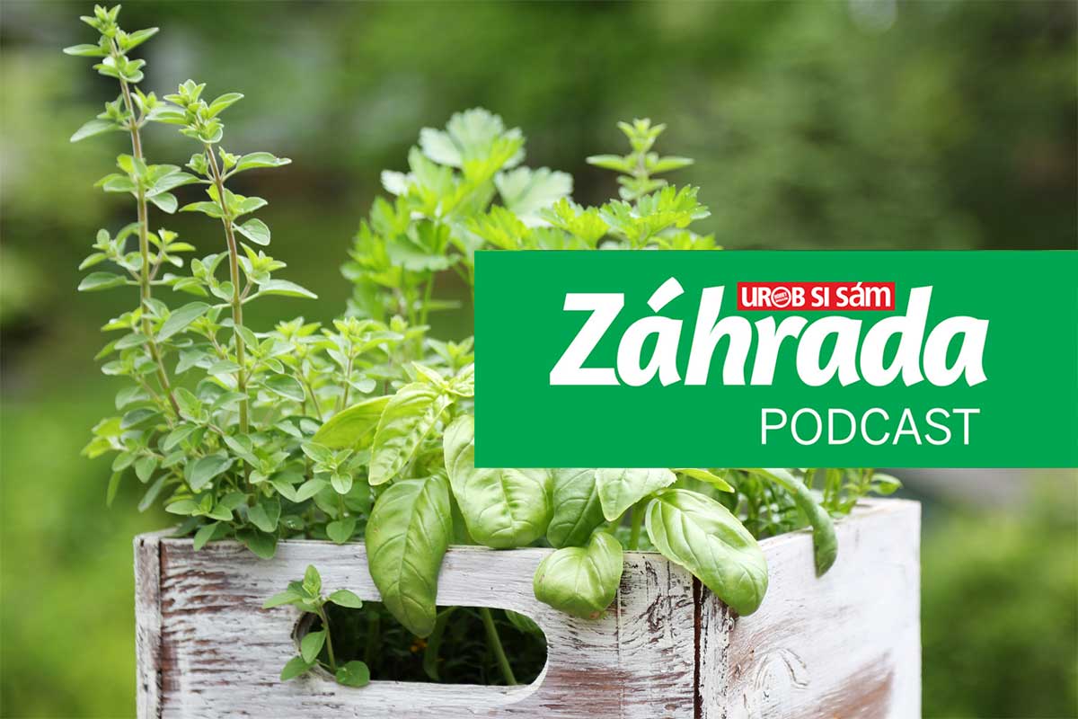 Podcast Záhrada o kuchynských bylinkách