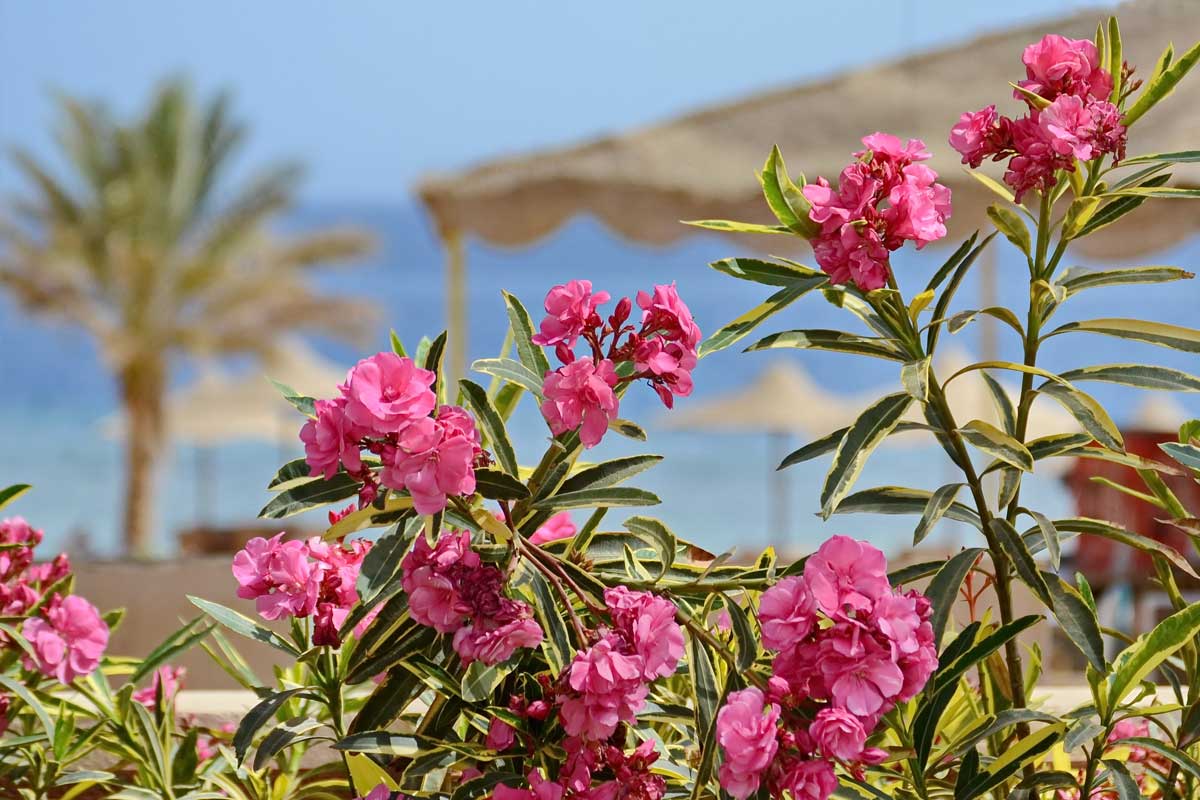 Oleander v Stredomorí