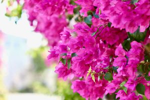 Nechajte rozkvitnúť záhradu exotikou! Ako pestovať popínavú bugénvileu a prečo jej kvety nie sú pravé?