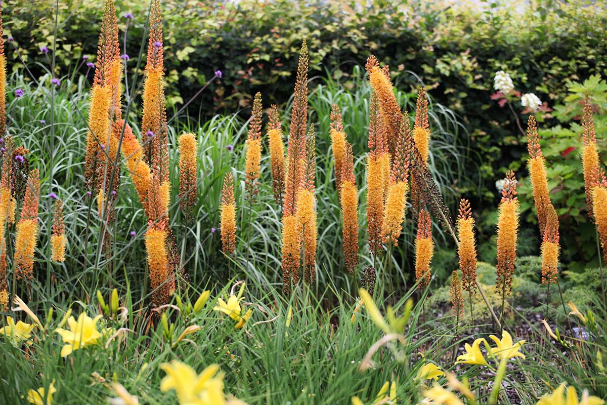 Fakľa (Eremurus)