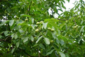 Ovocinár radí: Kedy zrezať hrubé konáre orecha?