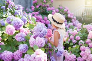Vyfarbite si svoju záhradu! Spoznajte 20 najkrajších v lete kvitnúcich krov