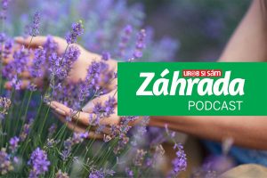 Nalaďte si voňavú júnovú epizódu podcastu Záhrada. Rozprávame sa o levanduli!