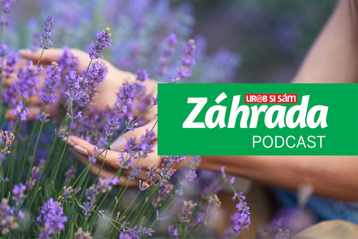Podcast Záhrada o pestovaní levandule